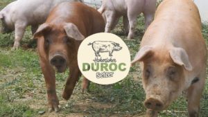 DUROC-Schwein